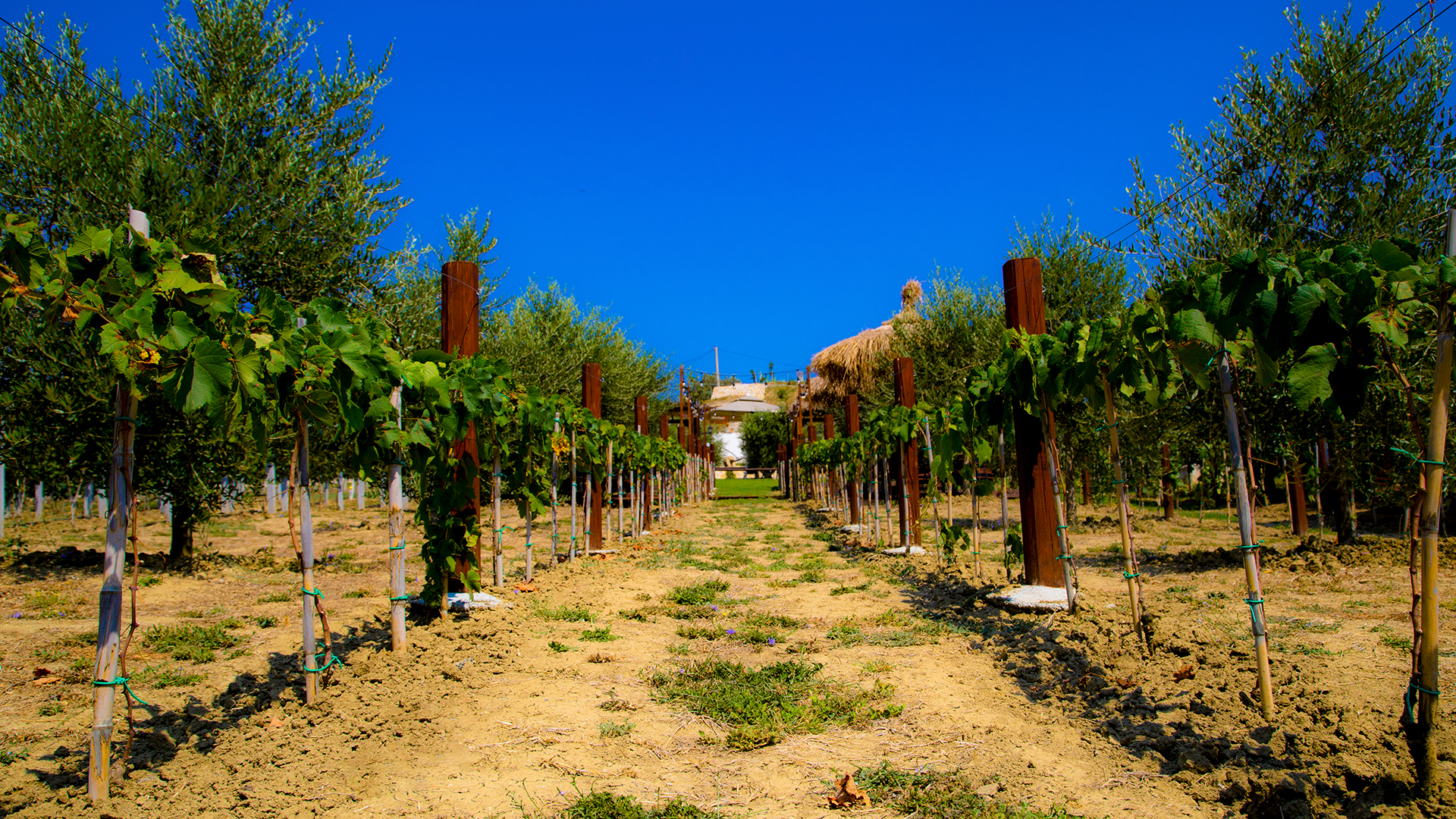 abaia winery durresinfo