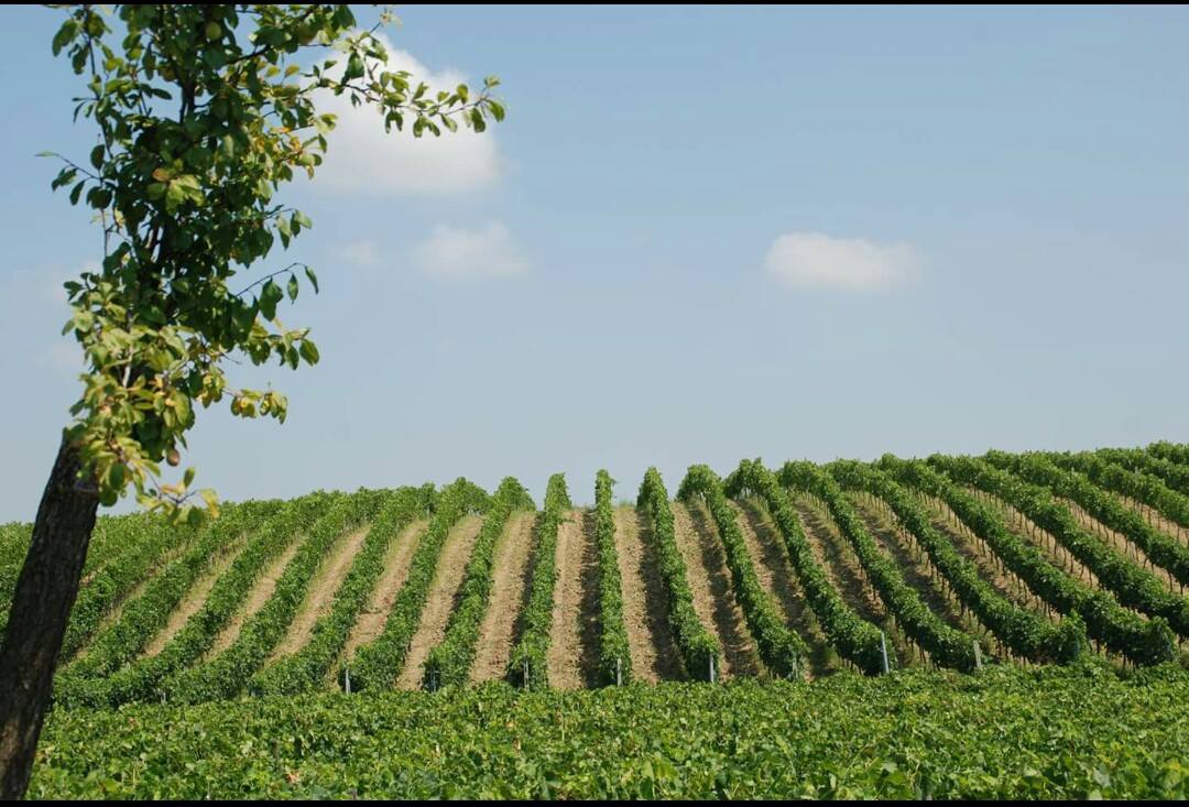 kokomani winery